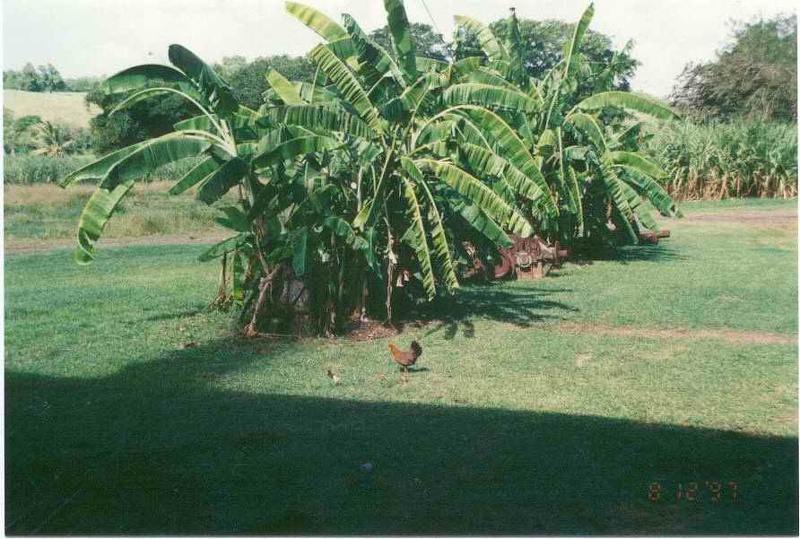 1997 martinique 019