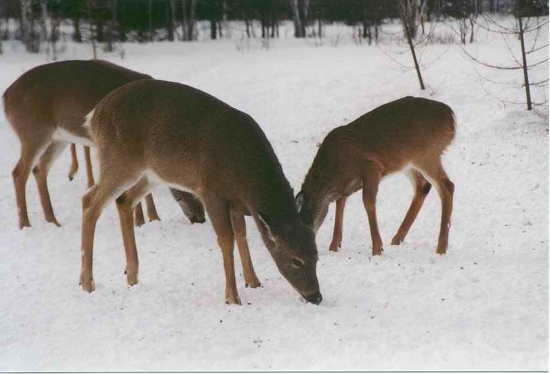 2000 canada 043