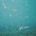 2002 guadeloupe 013