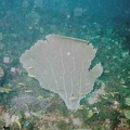 2002 guadeloupe 014