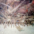 2002 guadeloupe 019