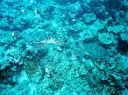2003 maldives 024