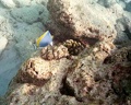 2003 maldives 025