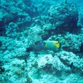 2003 maldives 046