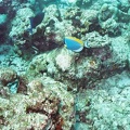 2003 maldives 056