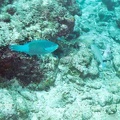2003 maldives 057