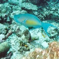 2003 maldives 059