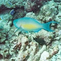 2003 maldives 060