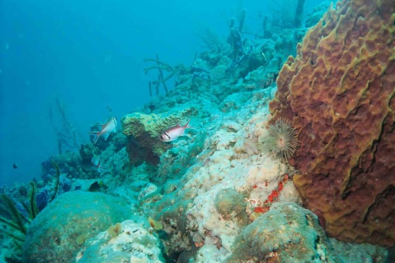 2003 martinique 002