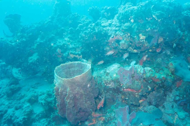 2003 martinique 003