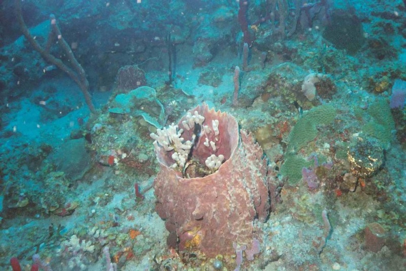 2003 martinique 009