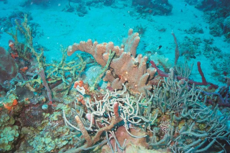 2003 martinique 010