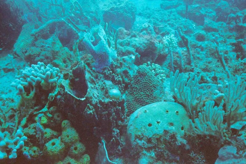 2003 martinique 014