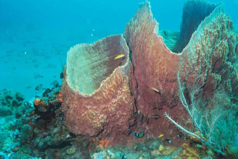 2003 martinique 021