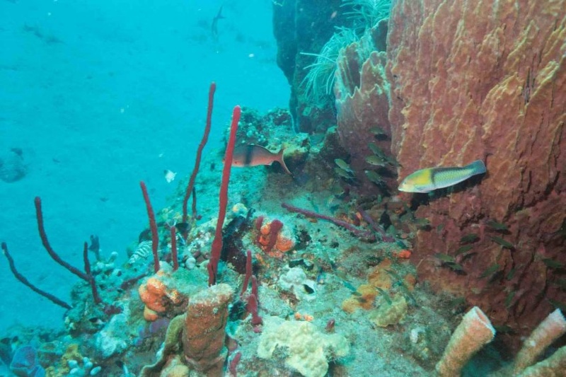 2003 martinique 022