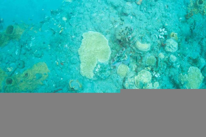 2003 martinique 025