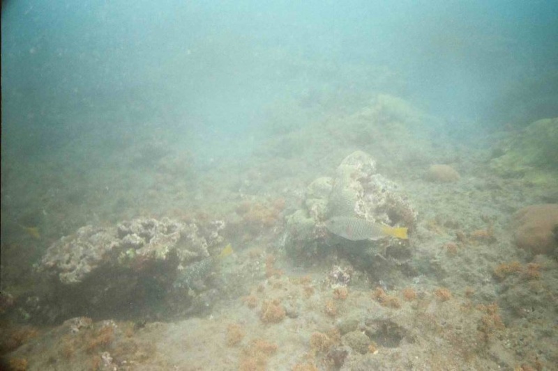 2003 martinique 032
