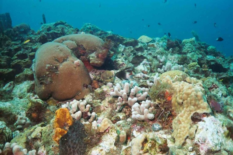 2003 martinique 038