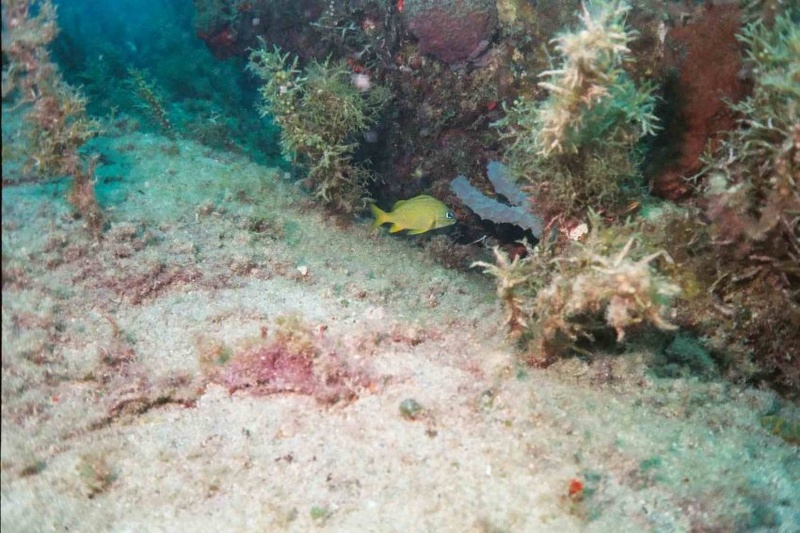 2003 martinique 039