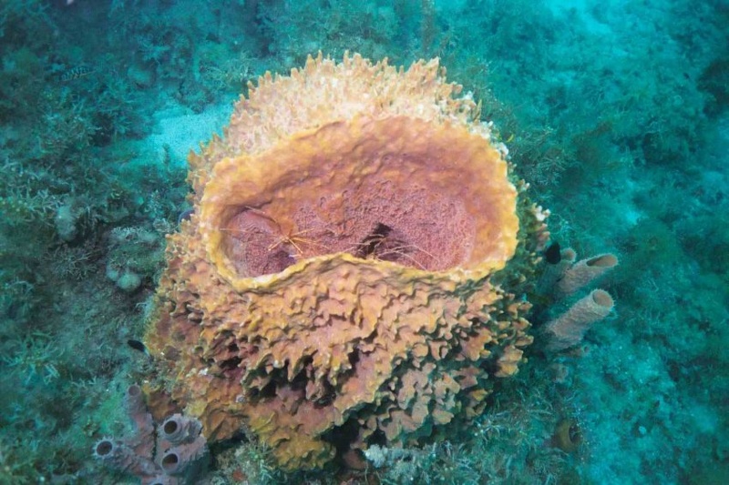 2003 martinique 041