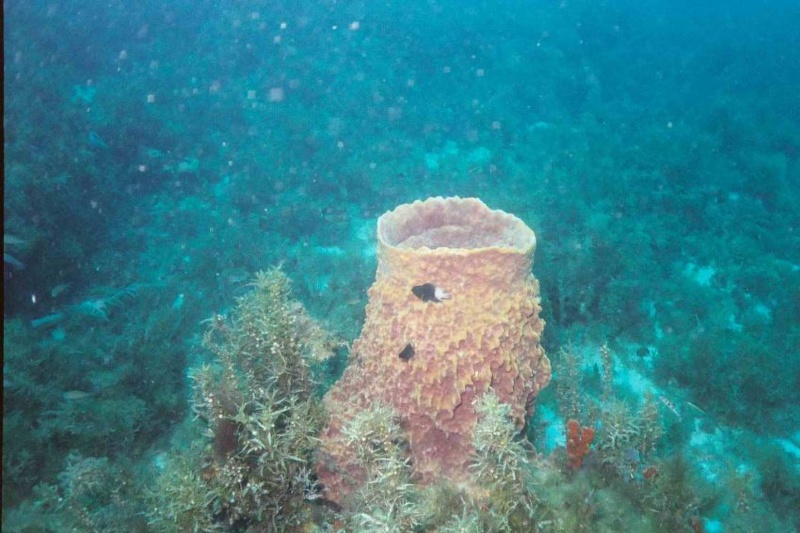 2003 martinique 042