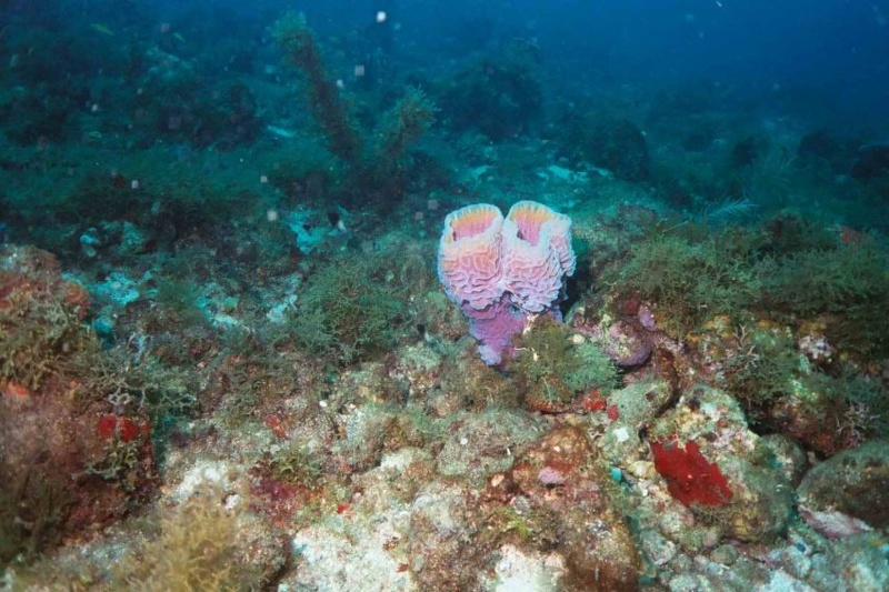 2003 martinique 043