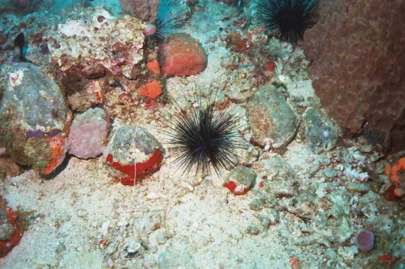 2003 martinique 044