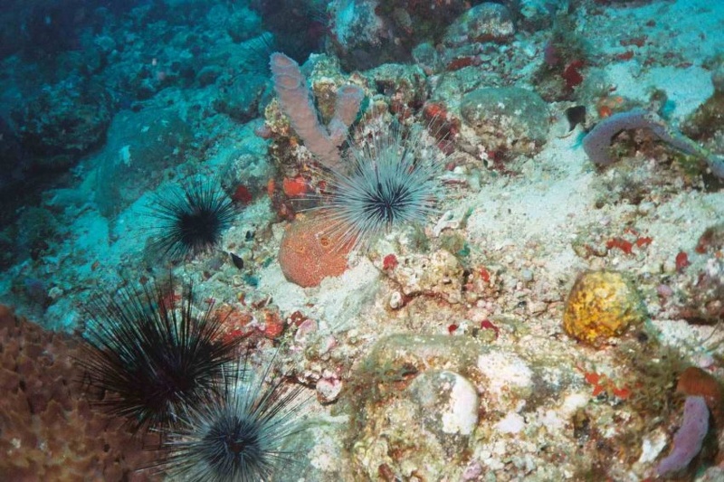 2003 martinique 045
