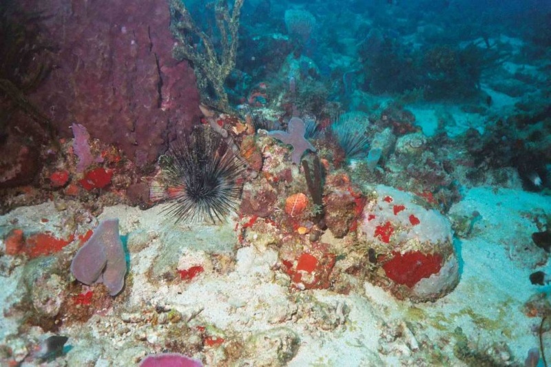 2003 martinique 046