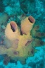 2003 martinique 047