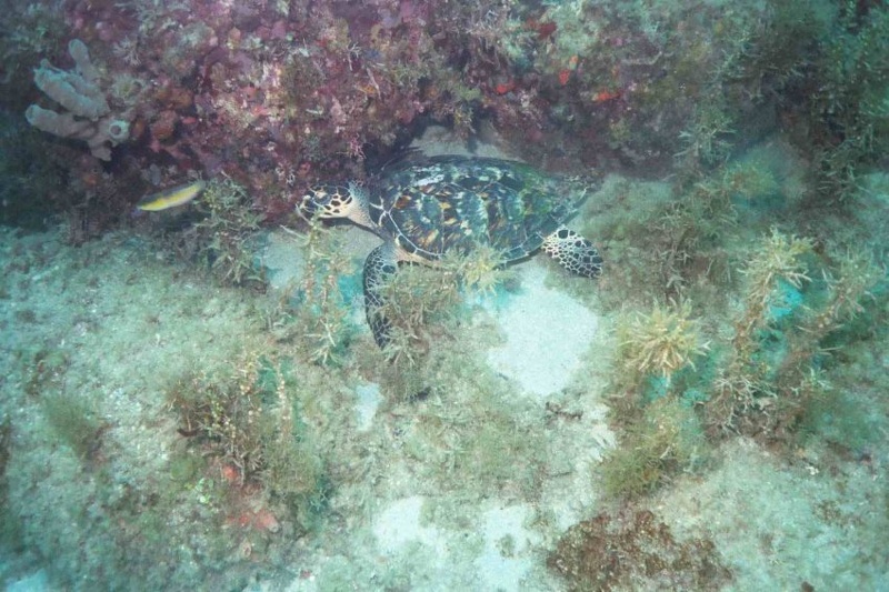 2003 martinique 049