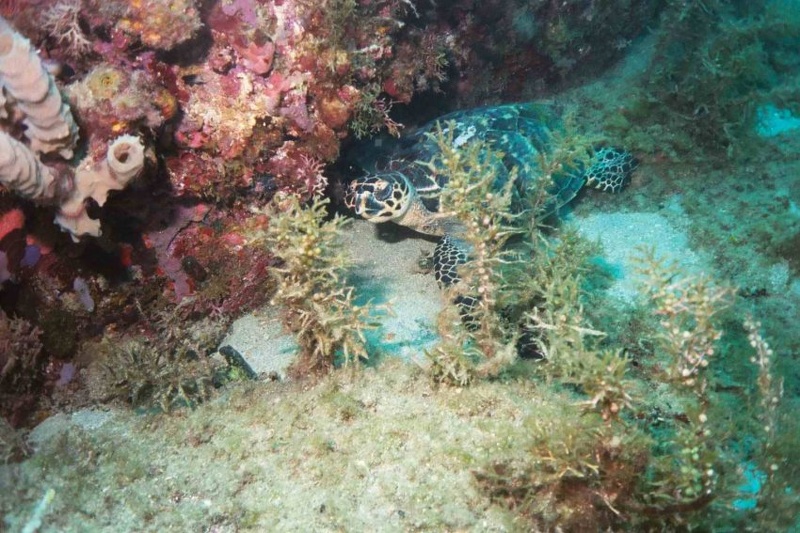 2003 martinique 050