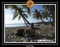 2005 martinique 017