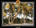 2005 martinique 023