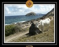 2006 Guadeloupe K 023