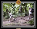 2006 Guadeloupe K 040