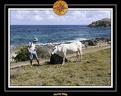 2006 Guadeloupe 005