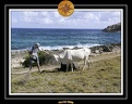 2006 Guadeloupe 006