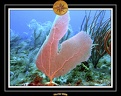 2006 Guadeloupe 056