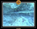2006 Guadeloupe 057