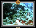2006 Guadeloupe 059