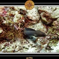2007 Maldives 008