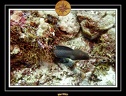 2007 Maldives 008
