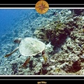 2007 Maldives 010