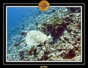 2007 Maldives 010