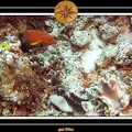 2007 Maldives 011