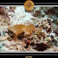 2007 Maldives 012