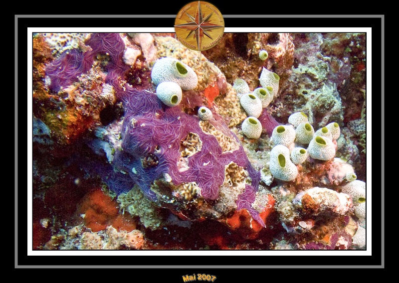 2007 Maldives 014