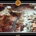2007 Maldives 015