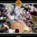 2007 Maldives 016
